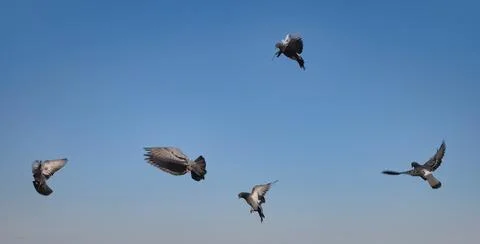 Pigeons in flight in different wing positions, on the background of blue sky Stock Photos