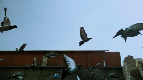 Pigeons in flight Stock Photos