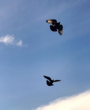 Pigeons in flight Stock Photos