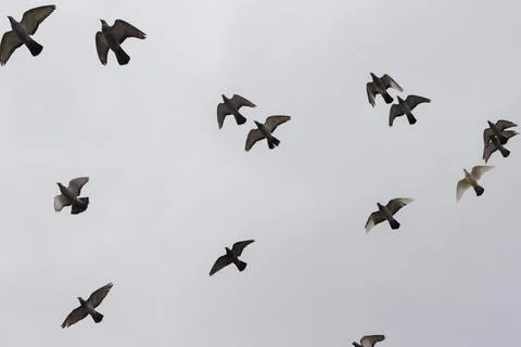 Pigeons in flight Stock Photos