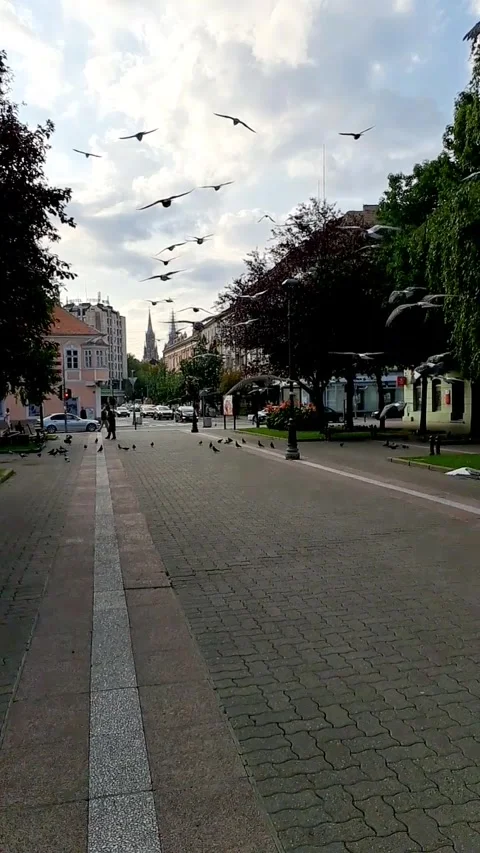 Pigeons Flight Slow Motion Video stock 249353639