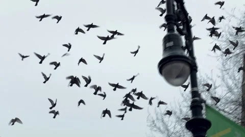 Pigeons flock of birds flying flocking around circle outside in city NYC Stock Footage 332078036