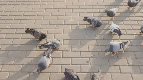 Pigeons flock to crumbs Stock Footage 103119842