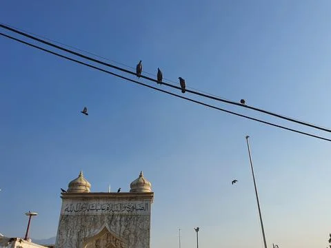 Pigeons flock on electric Stock Photos