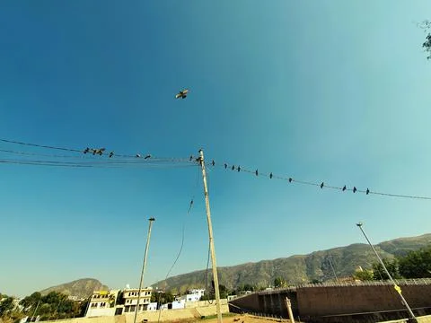 Pigeons flock on electric Stock-Fotos