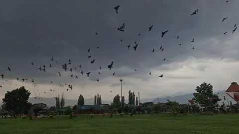 Pigeons flock on electric Stock Photos