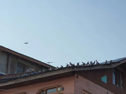Pigeons flock on electric Stock Photos