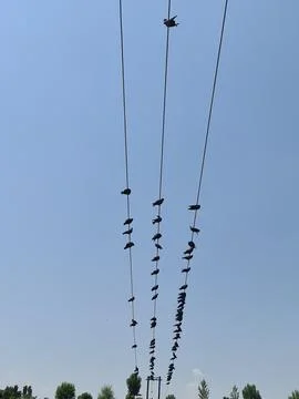 Pigeons flock on electric Stock Photos