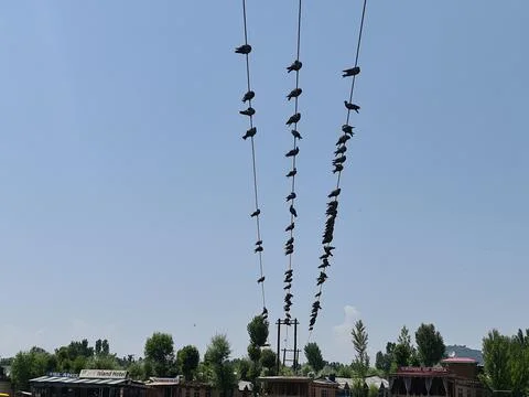 Pigeons flock on electric Stock Photos