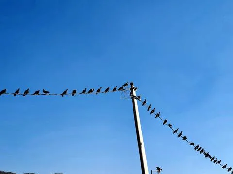 Pigeons flock on electric Stock Photos