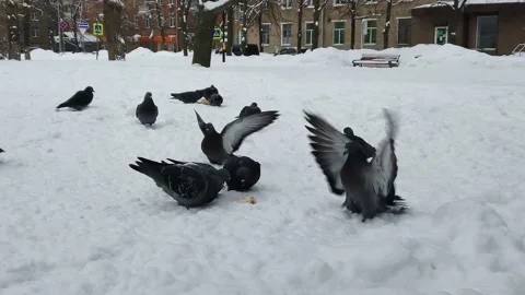 Pigeons flock to a piece of bread in the snow. Feeding birds in winter Video stock 169181624