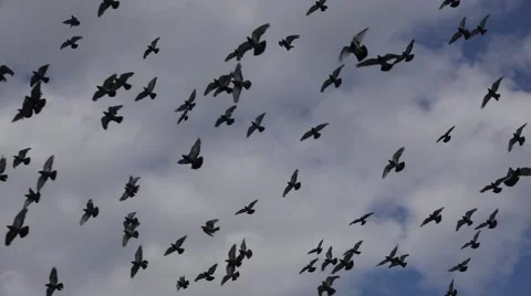 Pigeons flocking against a cloudy blue sky (in 4k), Paris, France. Stock-Footage 53860717