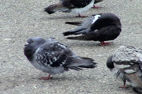 Pigeons fluffed up on ground Stock Footage