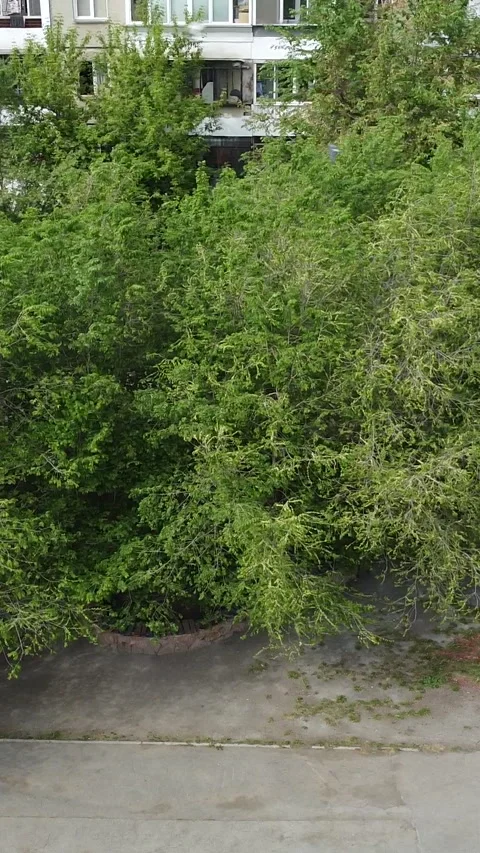 Pigeons flutter among dense green trees Stock-Footage 347498162