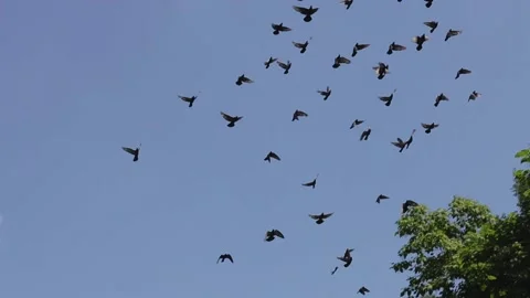 Pigeons fly - 120 fps Video stock 158319502