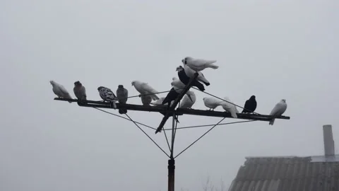Pigeons fly and sit down near a flock of thoroughbred pigeons on an antenna 스톡 동영상 221211202