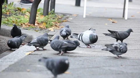 Pigeons fly away Stock Footage 87045254