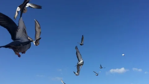 Pigeons Fly Away Stock Footage 98701268