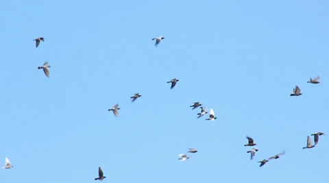 Pigeons Fly Stock Footage 29226175