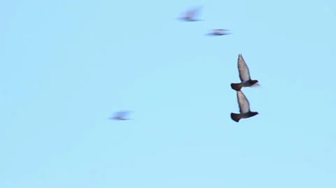 Pigeons Fly 스톡 동영상 29227138