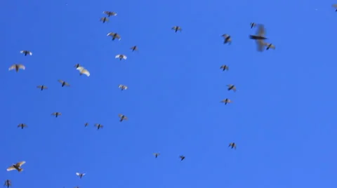Pigeons Fly Stock Footage 29233475