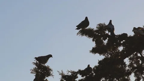 Pigeons Fly Off Stock Footage 87576569