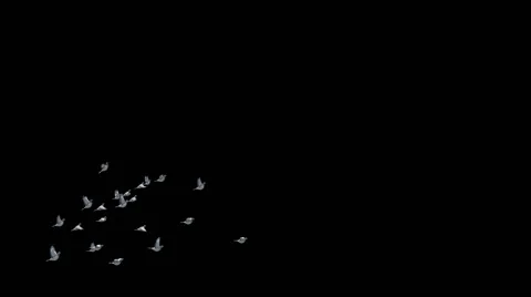 Pigeons fly in from lower left and disperse Stock Footage 50052681
