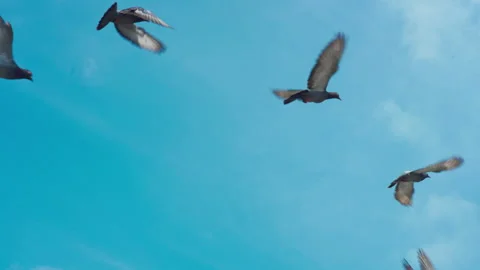 Pigeons fly over the blue sky Stock Footage 280903629