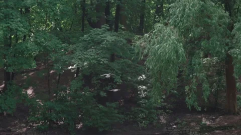 Pigeons fly over an old abandoned dam overgrown with lilies and algae in a park Stock Footage 138903350