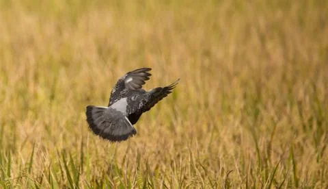 .Pigeons fly over rice fields. Stock Photos