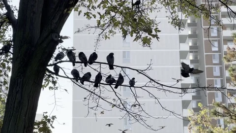 Pigeons fly over to tree branch in front of apartment Video stock 164878775