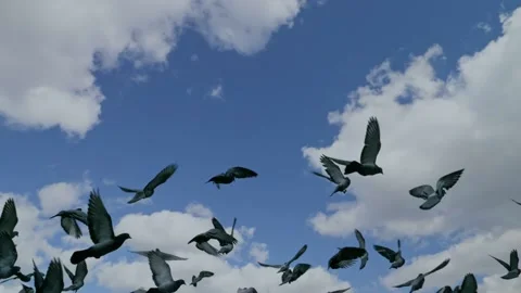 Pigeons fly to the sky in slow-motion Stock Footage 139542043