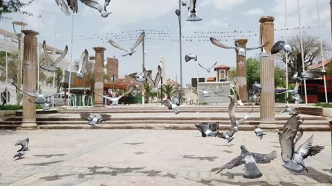 Pigeons fly in slow motion 스톡 동영상 243656373