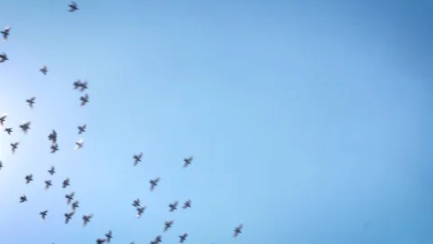 Pigeons fly through the blue sky. Stock-Footage 107381614