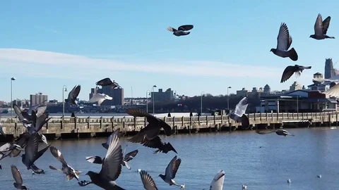 Pigeons Flying Across in Slow Motion Stock Footage 101037423