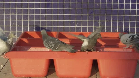 Pigeons flying around Stock Footage 222554590