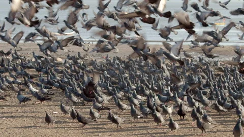 Pigeons flying at the beach Stock-Footage 240781004