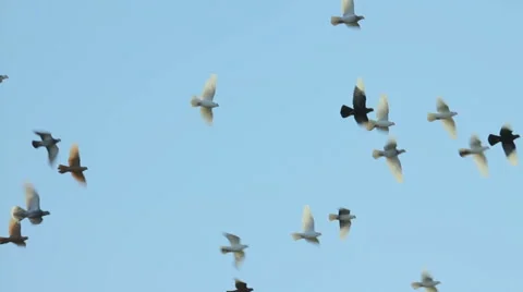 Pigeons flying in the blue sky, birds in flight, flying in circles Stock Footage