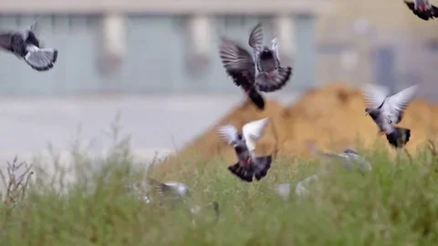 Pigeons flying to eat Stock-Footage 79739837