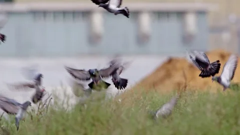 Pigeons flying to eat Vídeo Stock 79740279