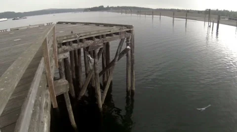 Pigeons flying Stock Footage 33464369