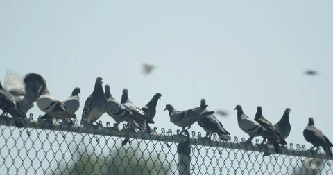 Pigeons Flying Stock Footage 111801620