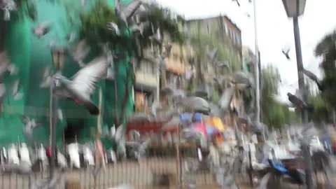 Pigeons flying Stock Footage 208293237