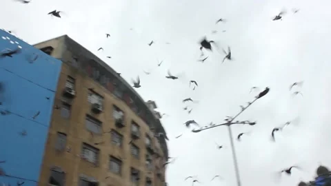 Pigeons flying Stock Footage 208293307