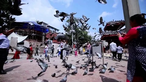 Pigeons flying up Video stock 236393659
