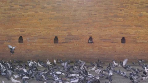 Pigeons flying in front of brick wall of Tapae Gate in Chiang Mai, Thailand Stock Footage 336169480