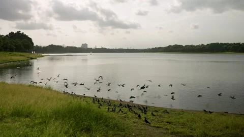 Pigeons Flying by the Lakeside at Sunset 스톡 동영상 314704763