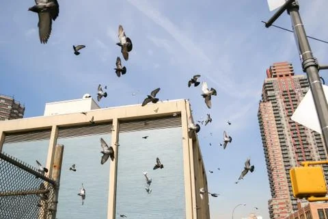Pigeons flying in Manhattan Stock Photos