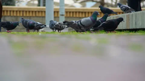 Pigeons flying in the park Stock Footage 63126152
