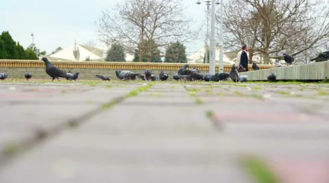 Pigeons flying in the park sky 스톡 동영상 63126593